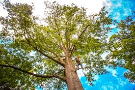 How Our Tree Care Process Works  in  Monsey, NY