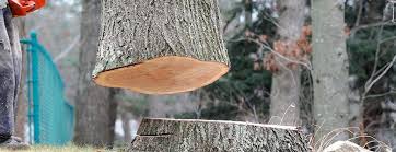 Best Leaf Removal  in Monsey, NY