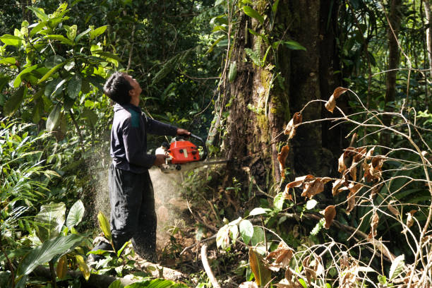 Best Emergency Tree Removal  in Monsey, NY