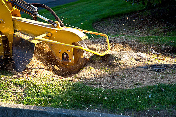 Best Aeration Services  in Monsey, NY