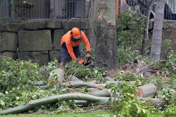 Best Hedge Trimming  in Monsey, NY