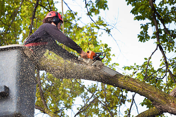 Best Hazardous Tree Removal  in Monsey, NY